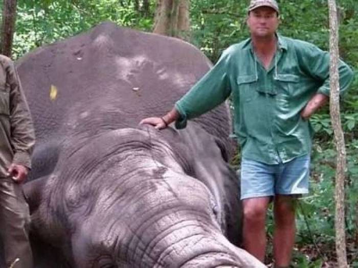 Умирающий слон раздавил застрелившего его охотника