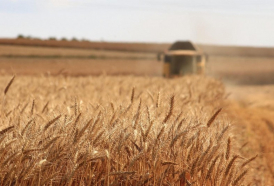 Нестабильная погода в Азербайджане наносит урон зерновому хозяйству