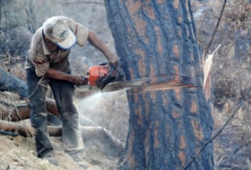 В Баку директор компании оштрафован за вырубку деревьев