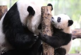 В Китае придумывают имена для панд