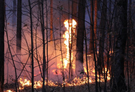 В Словакии бушует лесной пожар
