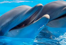 В Мехико запретили представления с участием дельфинов