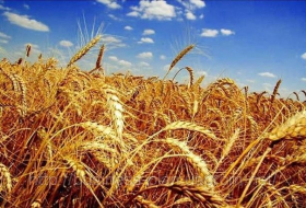 Азербайджан увеличил импорт пшеницы на 16%
