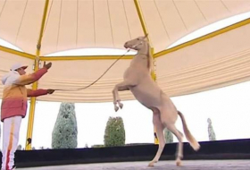 Президент Туркменистана подарил своего коня цирку

