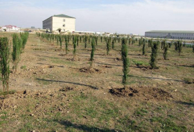 Армия Азербайджана в этом месяце посадит свыше 200 тыс. деревьев
