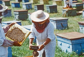 В 2020 году увеличится размер субсидий для пчеловодов
