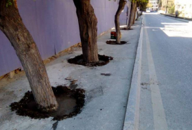 В Баку за порчу деревьев оштрафована строительная компания