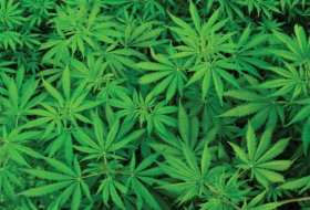 В Кыргызстане предлагают легализовать марихуану