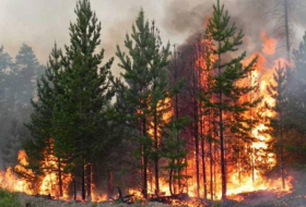 На севере Казахстана эвакуируют жителей сел близ лесных пожаров
