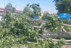 Сильный ветер в Гяндже вызвал ряд осложнений