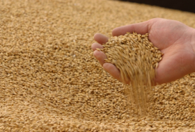 Цены на пшеницу достигли 10-месячного максимума
