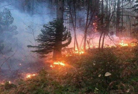 В четырех провинциях Ирана горят леса
