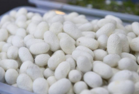 В Геранбое в текущем году ожидается производство 4,4 тонны кокона шелкопряда
