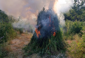 В Ходжалинском районе уничтожено более тонны дикой конопли