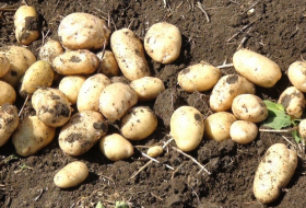 Джалилабадские фермеры экспортировали в этом году свыше 30 тыс. тонн картофеля