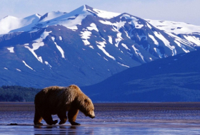 На Аляске нашли крупные запасы нефти - WSJ