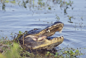 В Мексике крокодил утащил под воду ребенка