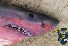 В США найдена акула красного цвета