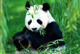 В Китае запретили фотографироваться с пандами за плату