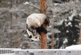 Панды обрадовались первому снегу - ВИДЕО
