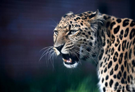 В Индии леопард утащил в лес трехлетнего ребенка
