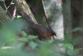 В Бразилии обнаружили одну из самых редких на планете птиц