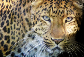 В Индии дикий леопард зашел в холл отеля - ВИДЕО

