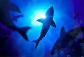 Ученые назвали самые акулоопасные курортные места на планете