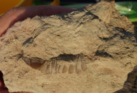 Ученые обнаружили окаменелости беспозвоночных возрастом 518 млн. лет

