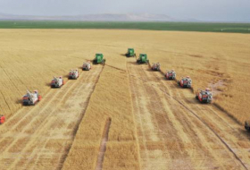 Сельское хозяйство составило четверть в ВВП Таджикистана
