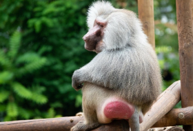 В Великобритании зафиксировали еще два случая заражения человека оспой обезьян

