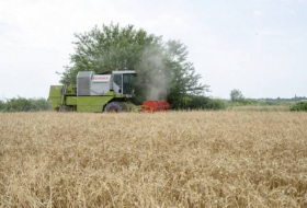 В Азербайджане зерновые убраны с 49% посевных площадей
