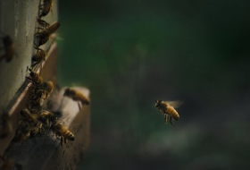 Ученые научились управлять полетом пчелы с помощью электродов в мозгу
