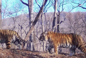 Впервые в мире семейство с пятью амурскими тигрятами попало на -ВИДЕО
