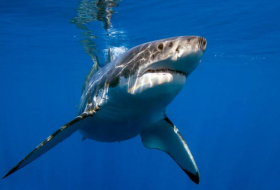 В ЮАР белая акула убила купающуюся 39-летнюю женщину

