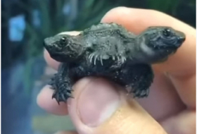 В Малайзии обнаружили двухголовую черепаху
