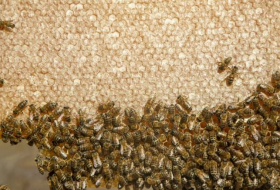 В Азербайджане предлагается выделять субсидии на разведение пчелиных маток
