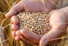 Азербайджан увеличил импорт пшеницы на 23%
