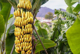 Казахстан начал выращивать бананы
