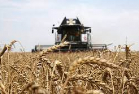 Богатый урожай в Северном полушарии обвалил мировые цены на пшеницу
