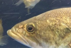 Ученые открыли новый вирус в ходе исследования вымирания рыбы в США