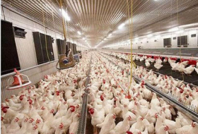 Китай запретил импорт птицы из США из-за птичьего гриппа