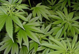 Грузия легализует марихуану
