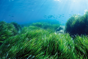 Ученые: Морская трава подавляет развитие рака