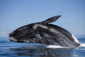 Cегодня всемирный День китов